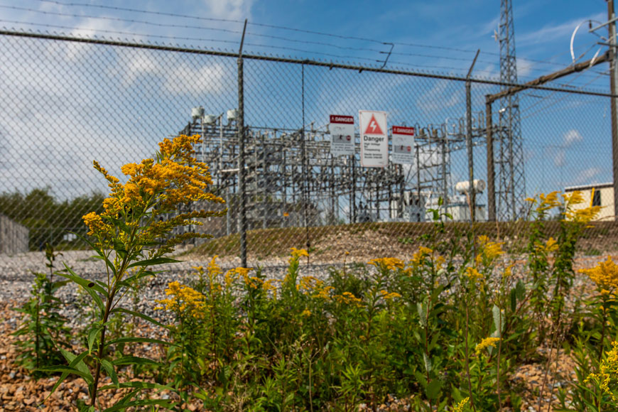 在一个被栅栏围起来的变电站外生长着一枝黄花