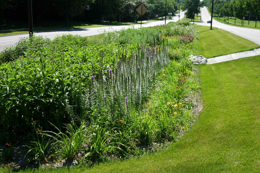 道路上的中位数倾斜，含有本土草和其他植物，作为Bioswale设计的一部分