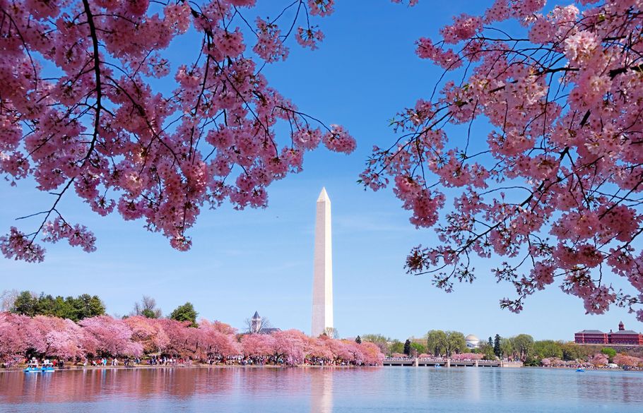 泡沫般的粉红色花朵覆盖着华盛顿纪念碑方尖碑的入口