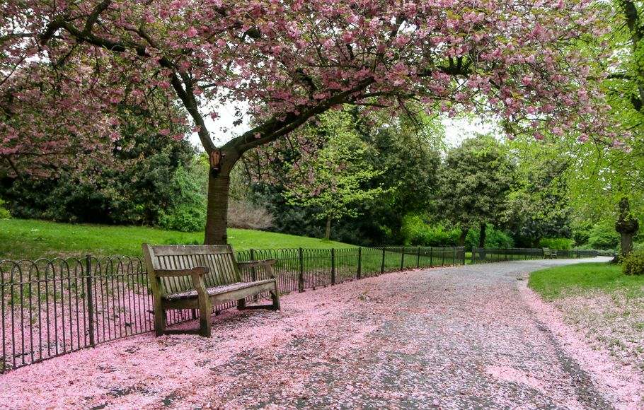 一棵樱桃树盛开，将花瓣滴在公园的一个旧木凳上。