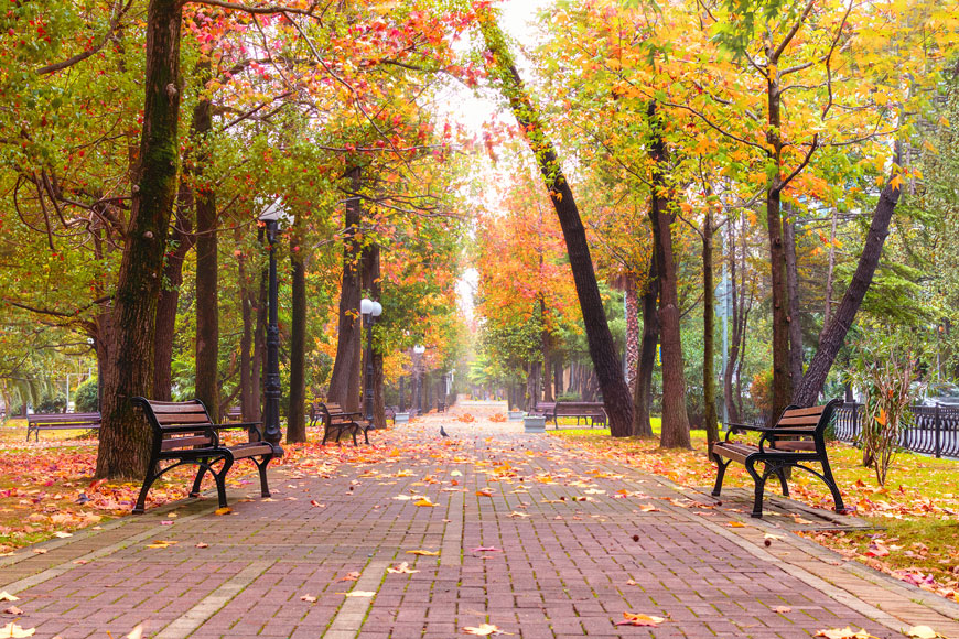 广场走廊的秋天景色，两旁是树冠和经典的木板条，金属框的长凳。