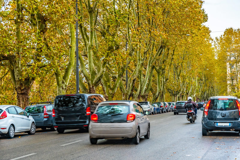 在繁忙的意大利公路上，黄绿色的大树木排列成行
