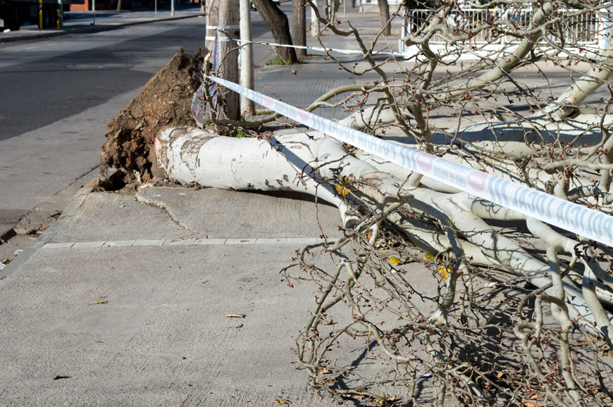 白叉树倒在人行道上并被警示带包围人行道叠加
